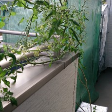 室内ミニトマトをバルコニーに移設