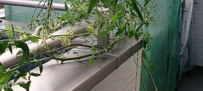 室内ミニトマトをバルコニーに移設 室内ミニトマトをバルコニーに移設