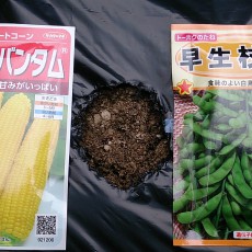 自宅畑にトウモロコシと枝豆を播種