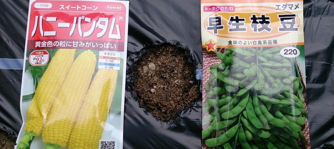 自宅畑にトウモロコシと枝豆を播種 自宅畑にトウモロコシと枝豆を播種