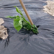 自宅畑のトウモロコシと枝豆の芽が出た