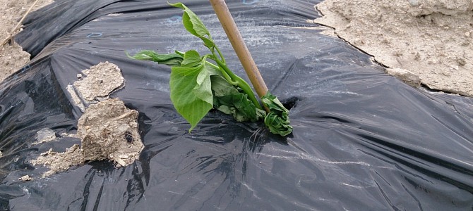 自宅畑のトウモロコシと枝豆の芽が出た 自宅畑のトウモロコシと枝豆の芽が出た