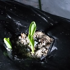 栽培日誌-20150421