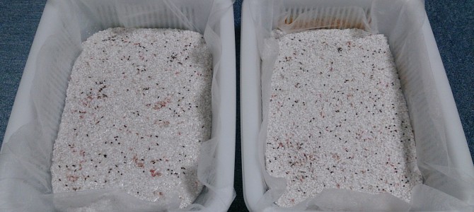 ベビーリーフを育てよう ベビーリーフを育てよう