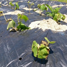貸し農園にトウモロコシと枝豆とインゲンを播種
