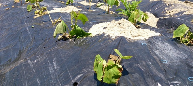 貸し農園にトウモロコシと枝豆とインゲンを播種 貸し農園にトウモロコシと枝豆とインゲンを播種