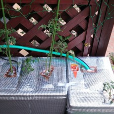 ウッドデッキ水耕栽培開始