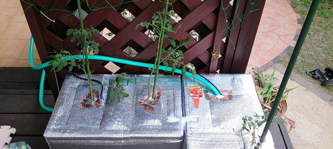 ウッドデッキ水耕栽培開始 ウッドデッキ水耕栽培開始