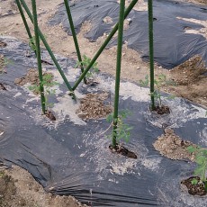 貸し農園にトマト、キュウリ、ゴーヤ、ズッキーニ、ピーマン、獅子唐、ナスの定植