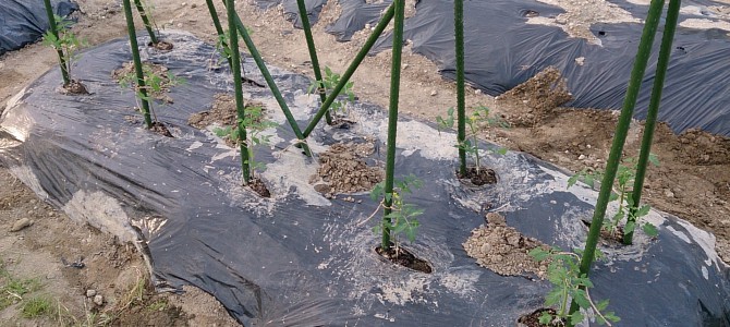 貸し農園にトマト、キュウリ、ゴーヤ、ズッキーニ、ピーマン、獅子唐、ナスの定植