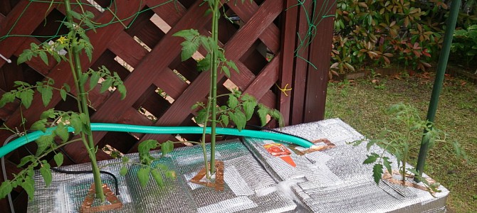 栽培日誌-20150504