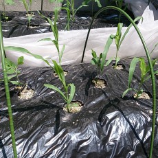 自宅畑の不織布を撤去しトウモロコシと枝豆を間引き