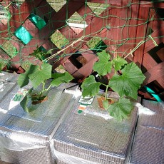 栽培日誌-20150508