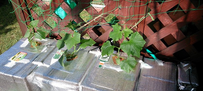 栽培日誌-20150508