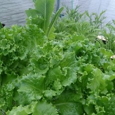 栽培日誌-20150509