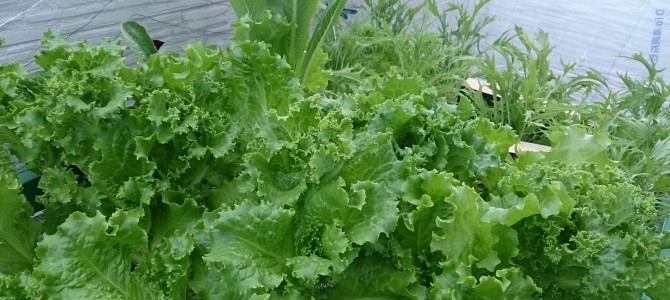 栽培日誌-20150509