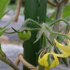 栽培日誌-20150511