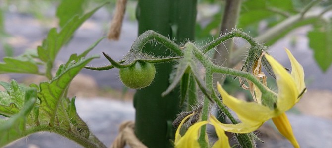 栽培日誌-20150511 栽培日誌-20150511