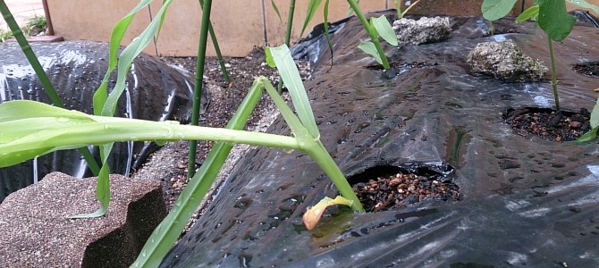 台風6号被害 台風6号被害