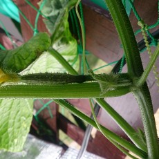 貸し農園に万田アミノアルファとHB-101を処方