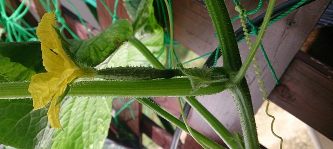 貸し農園に万田アミノアルファとHB-101を処方 貸し農園に万田アミノアルファとHB-101を処方