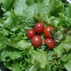 久しぶりのミニトマトPinky収穫