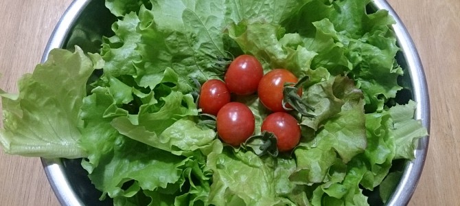 久しぶりのミニトマトPinky収穫 久しぶりのミニトマトPinky収穫