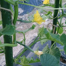 貸し農園のキュウリが実をつけ始めた