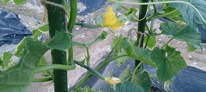 貸し農園のキュウリが実をつけ始めた 貸し農園のキュウリが実をつけ始めた