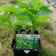 シソの苗を定植