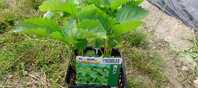 シソの苗を定植 シソの苗を定植