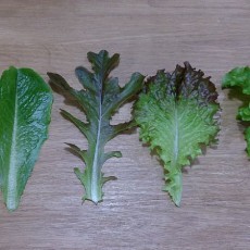 収穫しているレタスのサイズなど