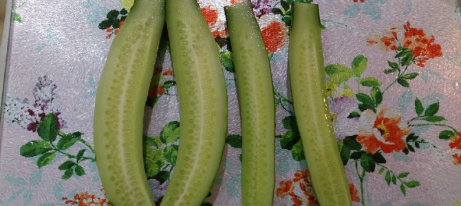 水耕栽培キュウリの初収穫 水耕栽培キュウリの初収穫