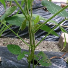 貸し農園のキュウリ初収穫 貸し農園のキュウリ初収穫