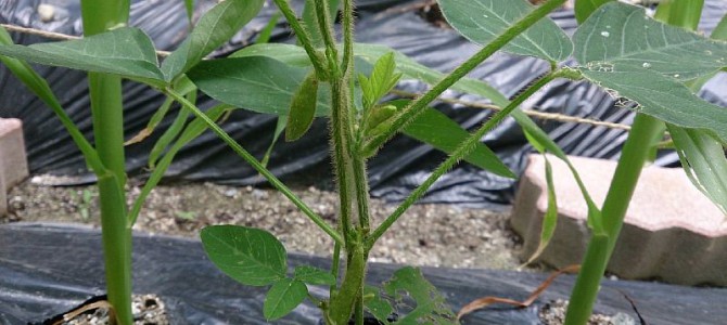 貸し農園のキュウリ初収穫 貸し農園のキュウリ初収穫