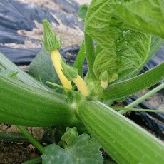 ズッキーニの実