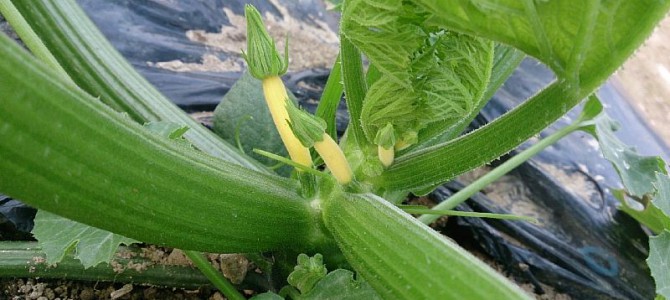 ズッキーニの実