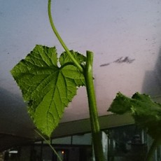 キュウリ(風神)の摘心 キュウリ(風神)の摘心