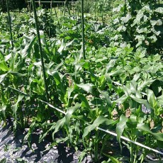 トウモロコシ(ゴールドラッシュ88)の支柱立て トウモロコシ(ゴールドラッシュ88)の支柱立て