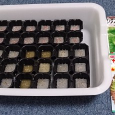 リーフレタスの播種-20150607