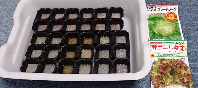 リーフレタスの播種-20150607