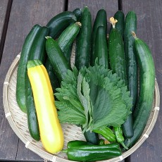 ズッキーニと獅子唐の初収穫 ズッキーニと獅子唐の初収穫