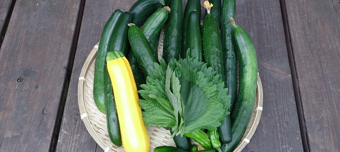 ズッキーニと獅子唐の初収穫