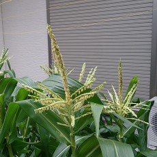 自宅畑トウモロコシに実がなり始めた