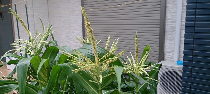自宅畑トウモロコシに実がなり始めた