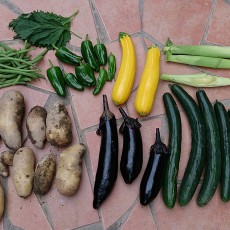 貸し農園のヤングコーンとジャガイモとナスとインゲン初収穫