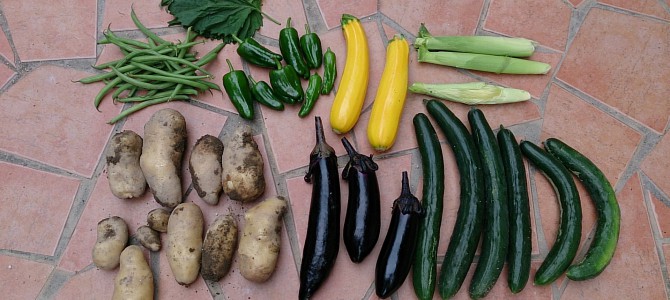 貸し農園のヤングコーンとジャガイモとナスとインゲン初収穫