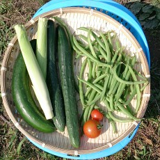 インゲンの支柱立て