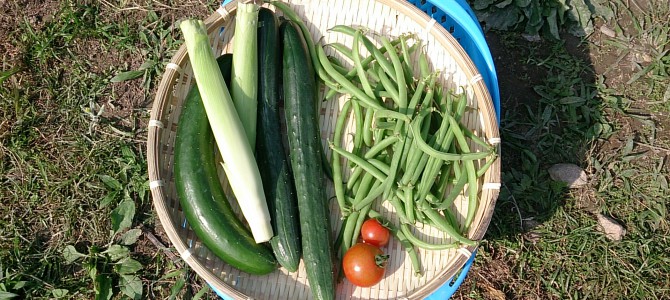 インゲンの支柱立て