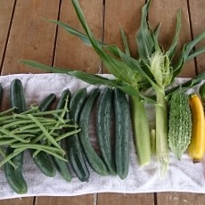 ゴーヤ（節成ゴーヤ300）とミニトマト（オレンジ千果）の初収穫